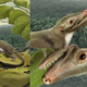 Image for article titled Scientists Say This Rat Was Your Great-Great-Great-Great-(...)-Great-Great-Great-Great-Grandmother